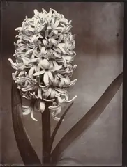 Giganteum“ [Hyazinthe] / „Narcissus Madame de Graaff“ / „Lupinus Polyphyllus“ / „Carnations mixed“ [Nelken] by Charles Jones, 1895, 4 Vintages. Silbergelatineabzüge von Glasplatten­negativen, goldgetont, sold Nov 2019