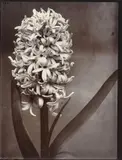 Charles Jones, Giganteum“ [Hyazinthe] / „Narcissus Madame de Graaff“ / „Lupinus Polyphyllus“ / „Carnations mixed“ [Nelken], 1895, 4 Vintages. Silbergelatineabzüge von Glasplatten­negativen, goldgetont