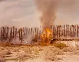 Richard Misrach, Desert Fire #1 „Burning Palms“, aus der Serie „Desert Canto IV: The Fires“, 1983–1985, 1983, C-Print. Kodak-Papier