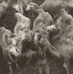 Die größte Tierhandlung der Welt, Alfeld (Leine) by Martin Munkácsi, Um 1930, Vintage. Silbergelatineabzug, sold Dec 2021