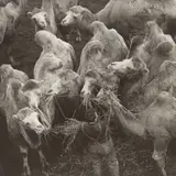 Martin Munkácsi, Die größte Tierhandlung der Welt, Alfeld (Leine), Um 1930, Vintage. Silbergelatineabzug
