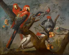 Jakob Bogdani, Parrots and other birds perched on a tree, oil on canvas