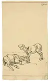 Franz Marc, Zwei Lämmer, 1908, Lithographie auf Velin