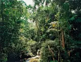 Thomas Struth, Sao Francisco de Xavier, Brazil, 2001, C-Print, 2003