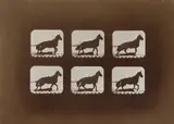 Eadweard Muybridge, Horse in motion, aus dem Album „The Attitude of Animals, 1881, Albuminabzug