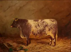 E. S. England, A shorthorn cow in a barn