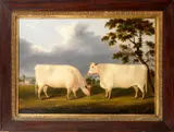 Two white Shorthorn heiffers in a landscape by English Naïve School, oil on canvas, sold Feb 2016