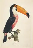 Toucan No.2 and No.3 by Jacques Barraband, Two engravings by Jacques Louis Pérée, from 'History of the Birds of Paradise' by Francois Levaillant, 1801-06, sold Feb 2016