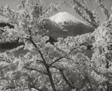 Kōyō Okada, Ohne Titel (Fujiyama, Kirschblüte). 1950er Jahre, Silbergelatineabzug, vor 1958