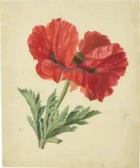 Deutsch, um 1820, Zwei Mohnblumen, Jeweils Aquarell auf Papier