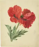 Zwei Mohnblumen by Deutsch, um 1820, Jeweils Aquarell auf Papier, sold May 2024