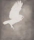 Dame Elisabeth Frink R.A., Little Owl, from Six Owls (Wiseman 119), Etching with aquatint, 1977, on BFK Rives