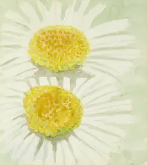 Two large daisies by Mary Newcomb, sold Oct 2015