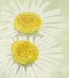 Mary Newcomb, Two large daisies