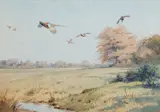 John Cyril Harrison, Pheasants over the stream, watercolour