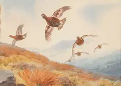 Grouse in flight by John Cyril Harrison, watercolour, offered May 2015