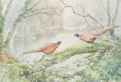 Jonathan Sainsbury, Pheasants in woodland, watercolour