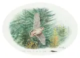 Woodcock by Colin Woolf, watercolour, sold May 2015
