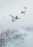 Mallard rising from the reeds by George Edward Lodge, watercolour and bodycolour, offered May 2015
