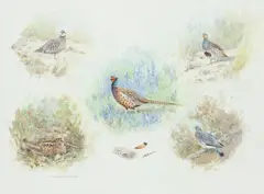 Gamebirds by Colin W. Burns, watercolour, sold May 2015