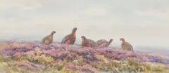 Grouse on heather moor by Brian Rawling, watercolour, sold May 2015