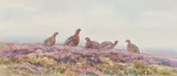Brian Rawling, Grouse on heather moor, watercolour