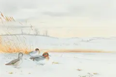 Teal in the snow by R. David Digby, watercolour, offered May 2015