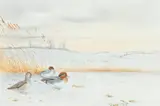 R. David Digby, Teal in the snow, watercolour