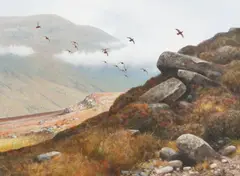 Rodger McPhail, Grouse in flight, oil on panel