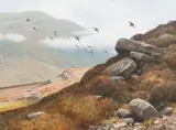 Rodger McPhail, Grouse in flight, oil on panel