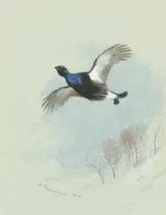 Blackcock in flight by Archibald Thorburn, watercolour, sold May 2015