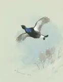 Blackcock in flight by Archibald Thorburn, watercolour, sold May 2015