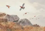 John Cyril Harrison, Grouse, watercolour