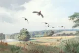 John Cyril Harrison, Partridges, watercolour