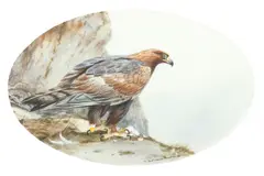 Colin W. Burns, Golden Eagle, watercolour