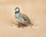Rodger McPhail, Seven Game Birds of Great Britain, watercolour