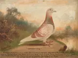 Andrew Beer, Clarendon King Titledin black-Red cheq cock, N.U.R.P24, NEH 18, In 1924 flew all races to Berwick, oil on canvas