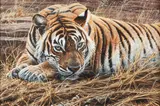 Alan M. Hunt, Im Watching You, Bengal Tiger, oil on panel