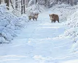 Wild boar in the snow by Alan M. Hunt, oil on canvas, sold May 2015