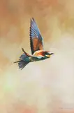 Rainbow Bird, a bee-eater by Alan M. Hunt, oil on panel, offered May 2015