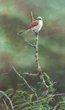 Male red backed Shrike by Alan M. Hunt, oil on canvas, sold May 2015