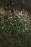 Robert Payton Reid Arsa, Sweet peas, oil on canvas