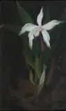 Orchid by Stuart Park, oil on canvas, sold Jun 2015