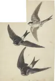 Otto Speckter, Drei Schwalben (+ 2 Beigaben), Aquarell über Feder in Schwarz auf Bütten