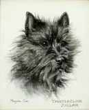 Marjorie Cox, Six portraits of Cairn terriers, pencil and pastel