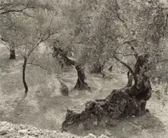 Olive Grove, Mallorca by Ellen Auerbach, 1959, Silbergelatineabzug, 1983, sold Nov 2016
