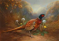 Raymond Cyril Watson, Cock pheasant, watercolour and bodycolour