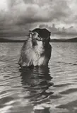 Rhesus Monkey by Hansel Mieth, 1938, Vintage. Silbergelatineabzug, sold Nov 2010