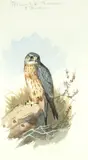 'Jack' Merlin by Archibald Thorburn, watercolour, sold Jun 2015