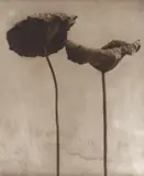 Two Lotus Leaves, Sri Lanka by John Stewart, 1995, Fresson-Druck, sold Dec 2020